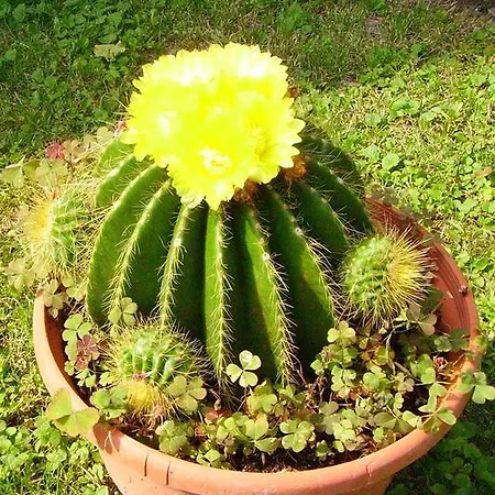 Privatunterkunft Gaestehaus Grasch Kitzeck im Sausal