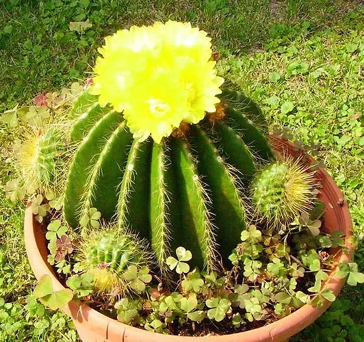 Проживание в семье Gaestehaus Grasch Китцекк-им-Заузаль